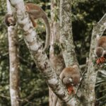 monkey jungle cabarete