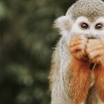 monkey jungle cabarete