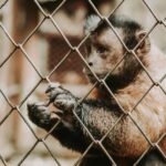 monkey jungle cabarete