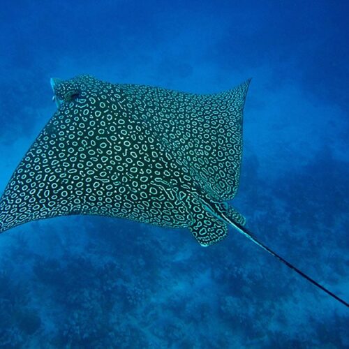 MERLIN DIVE CENTER CABARETE