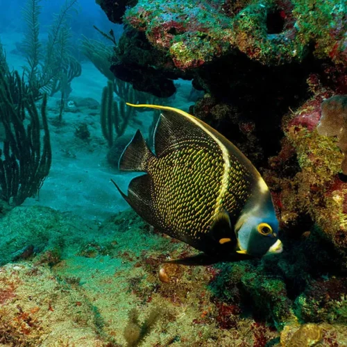 MERLIN DIVE CENTER CABARETE