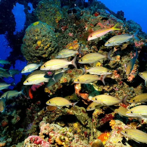 MERLIN DIVE CENTER CABARETE